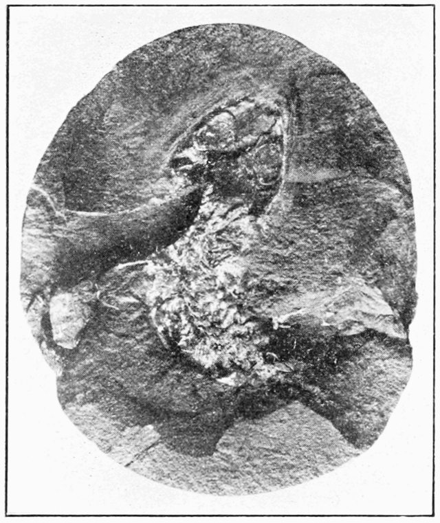 Fossil nerds unite! Get sedimental at Mazon Creek